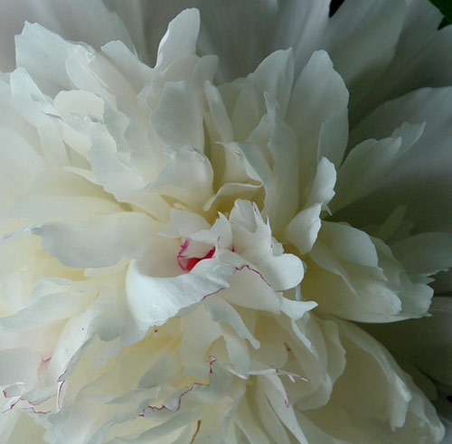 peonie